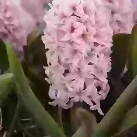 Apricot Passion